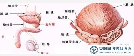 前列腺腺体结构图