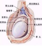 睾丸附睾炎图片