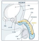 睾丸附睾炎图片