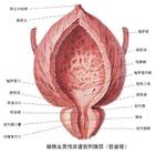 膀胱炎症状图