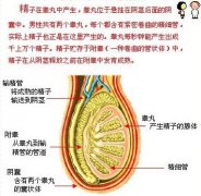 睾丸附睾炎的图片